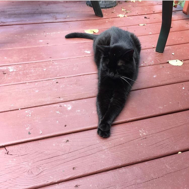 LitttleBoPeep's tweet photo. Yesterday marked one year since my big sister Tobie crossed over the rainbow🌈bridge. She was 20 years old and the funniest girl ever. We all miss her so much. Thank you all for the love and new friendships, it helped make yesterday be a bit easier ❤️ https://t.co/ehs39xYMUp