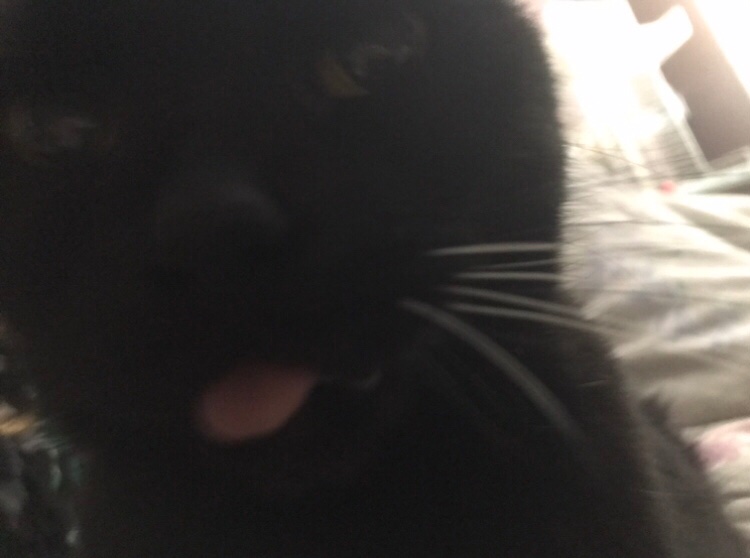 LitttleBoPeep's tweet photo. Yesterday marked one year since my big sister Tobie crossed over the rainbow🌈bridge. She was 20 years old and the funniest girl ever. We all miss her so much. Thank you all for the love and new friendships, it helped make yesterday be a bit easier ❤️ https://t.co/ehs39xYMUp