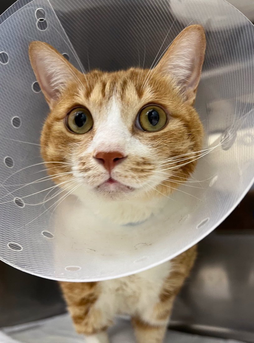 20220712 화요일
쁨이 호흡수는 1분에 44회 정도. 심근벽 두께는 7.4mm 초기에 잘 발견해서 목숨은 위험하지 않았으나 안정될 때까지 모니터링을 해야함. 
의사들이 굉장히 어려워한다는 고양이 심장초음파 때도 우리 쁨이는 골골송을 불렀다는 소식….