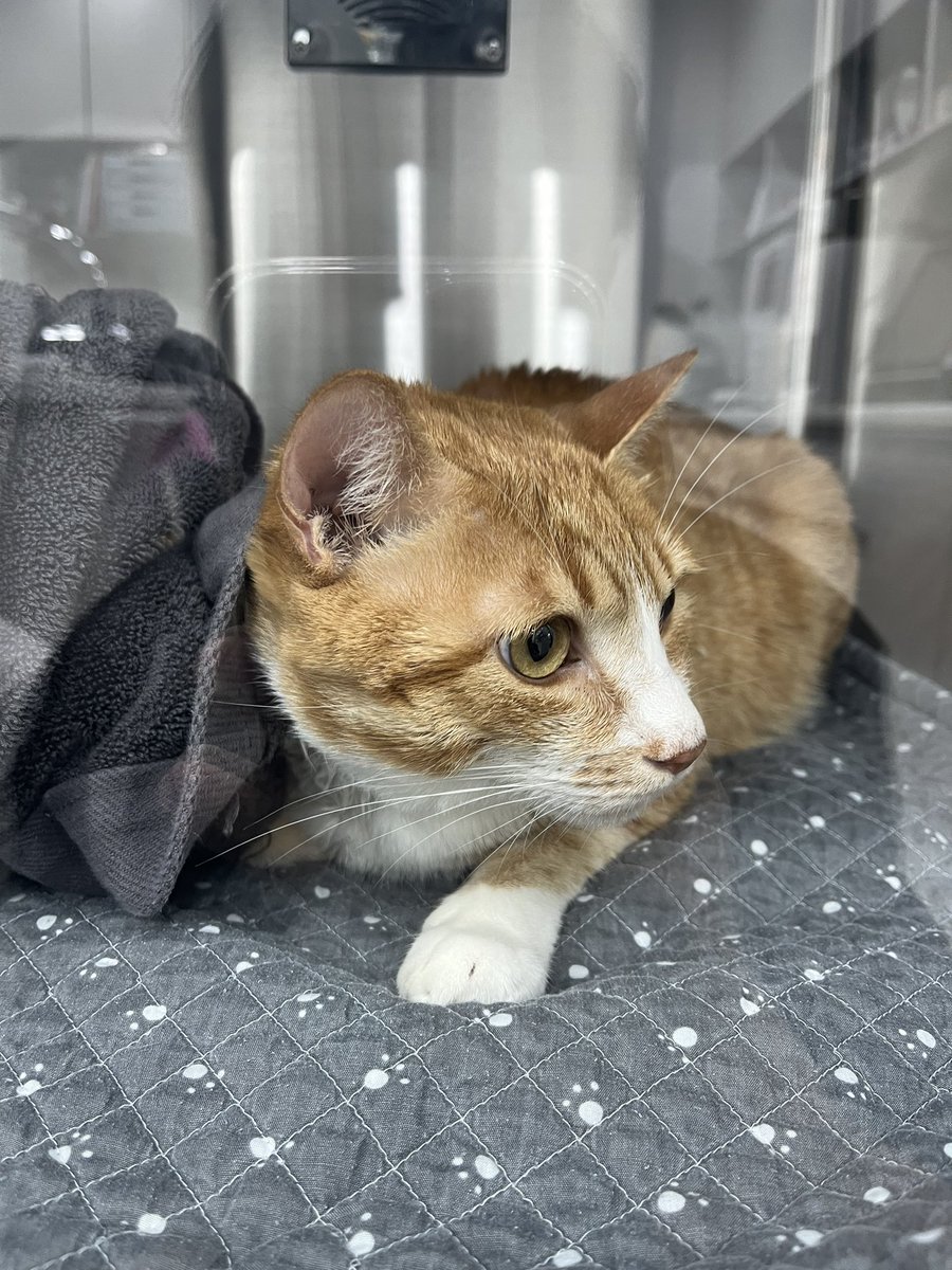 20220711 월요일
쁨이 호흡이 이상해 병원을 가서 검사를 받았고 심장병으로 인한 폐수종 진단 받아서 입원시켰다. 이 날 하루 병원비 80만원.