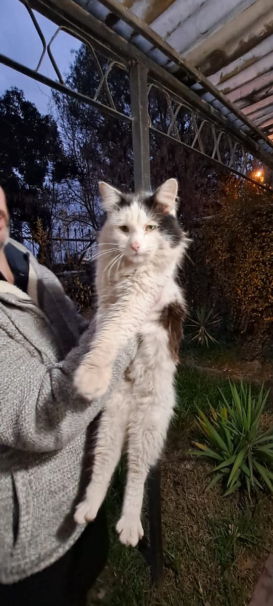 Cutux_chile's tweet photo. @datoabrazo hola, este gatito llegó a nuestra casa en villa el abrazo, Maipú. Tiene collar, asumimos que es de alguien. Es pequeño, asustadizo y está algo magullado, lleva varios días por acá. Le damos comida, agua y cobijo. Buscamos a sus dueños. Un RT por favor. @LeylaMAraneda https://t.co/F9cEH0JWal