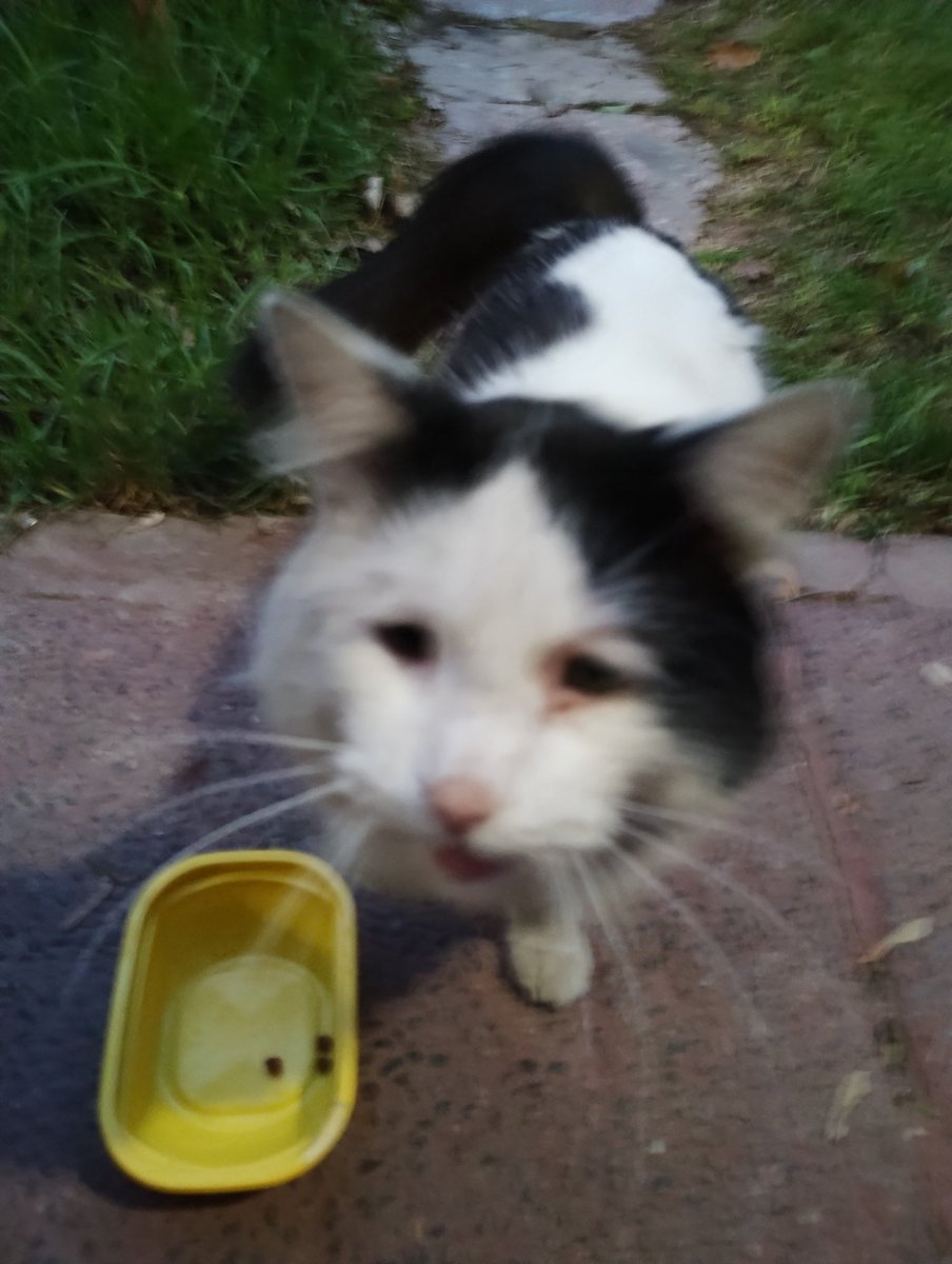 Cutux_chile's tweet photo. @datoabrazo hola, este gatito llegó a nuestra casa en villa el abrazo, Maipú. Tiene collar, asumimos que es de alguien. Es pequeño, asustadizo y está algo magullado, lleva varios días por acá. Le damos comida, agua y cobijo. Buscamos a sus dueños. Un RT por favor. @LeylaMAraneda https://t.co/F9cEH0JWal