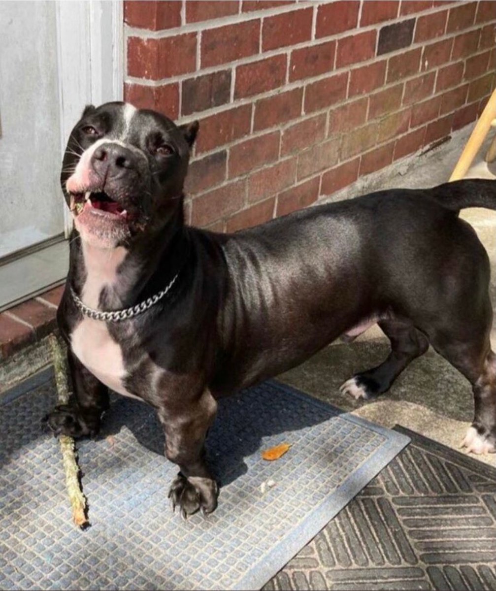 audioexcursion9's tweet image. Look at this dog