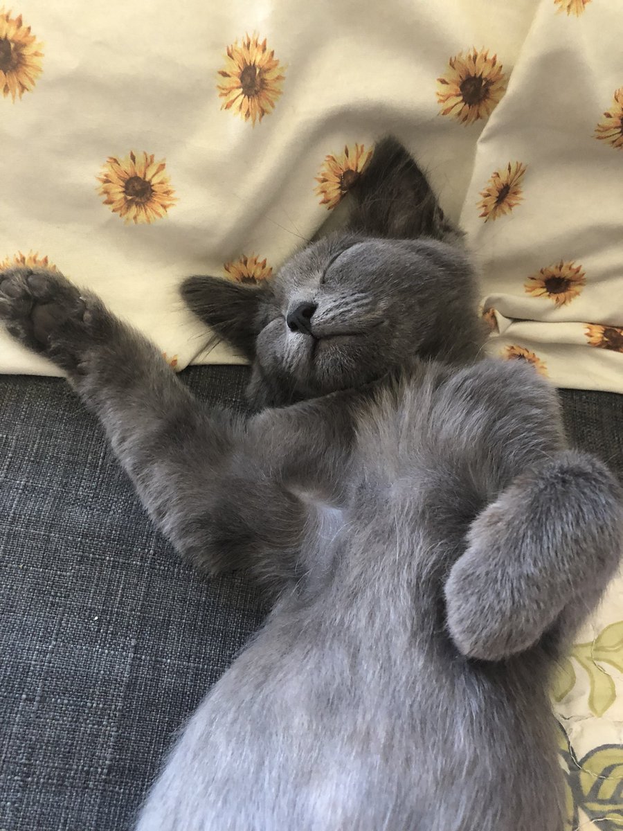 KaitlinEBrennan's tweet photo. Olive 🥰💕 https://t.co/TByuXjG3Pv