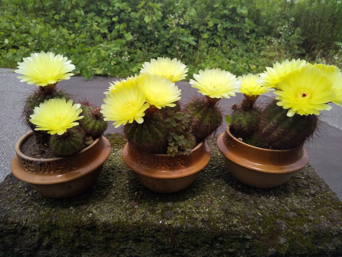 みんなの サボテン 釜めし 口コミ 評判 食べたいランチ 夜ごはんがきっと見つかる ナウティスイーツ みんなの サボテン 釜めし 口コミ 評判 食べたいランチ 夜ごはんがきっと見つかる ナウティスイーツ