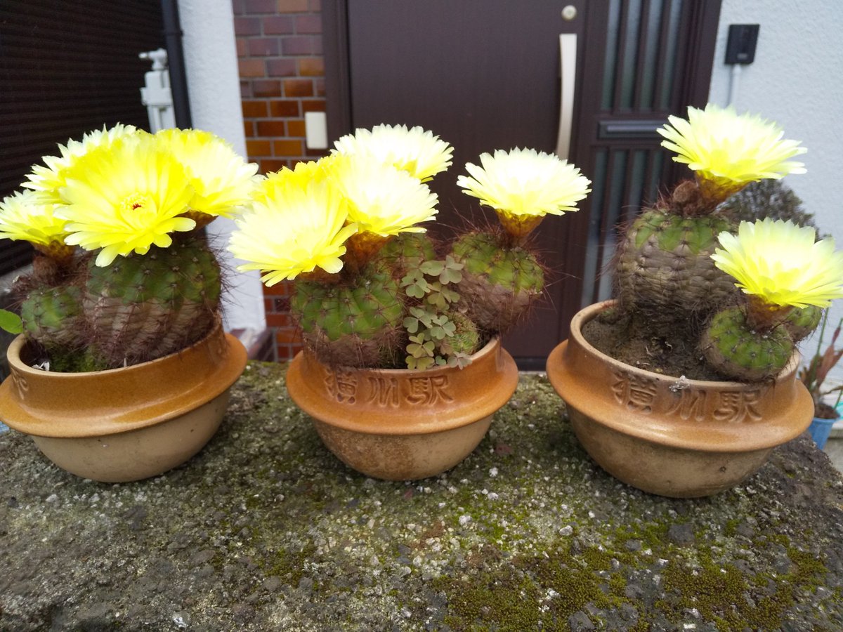 みんなの サボテン 釜めし 口コミ 評判 食べたいランチ 夜ごはんがきっと見つかる ナウティスイーツ みんなの サボテン 釜めし 口コミ 評判 食べたいランチ 夜ごはんがきっと見つかる ナウティスイーツ