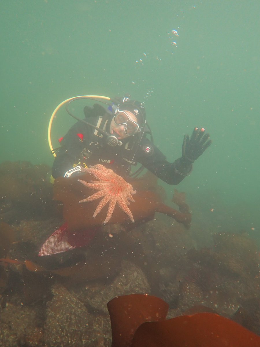 Protip: when collecting sunflower seastars, serve them up on a macroalgae platter to reduce unnecessary jostling and stress! 
#pycnopodia #MarineBiology #scubadiving #fieldwork #science 

📷 by <a href="/KindallMurie/">Kindall Murie</a>