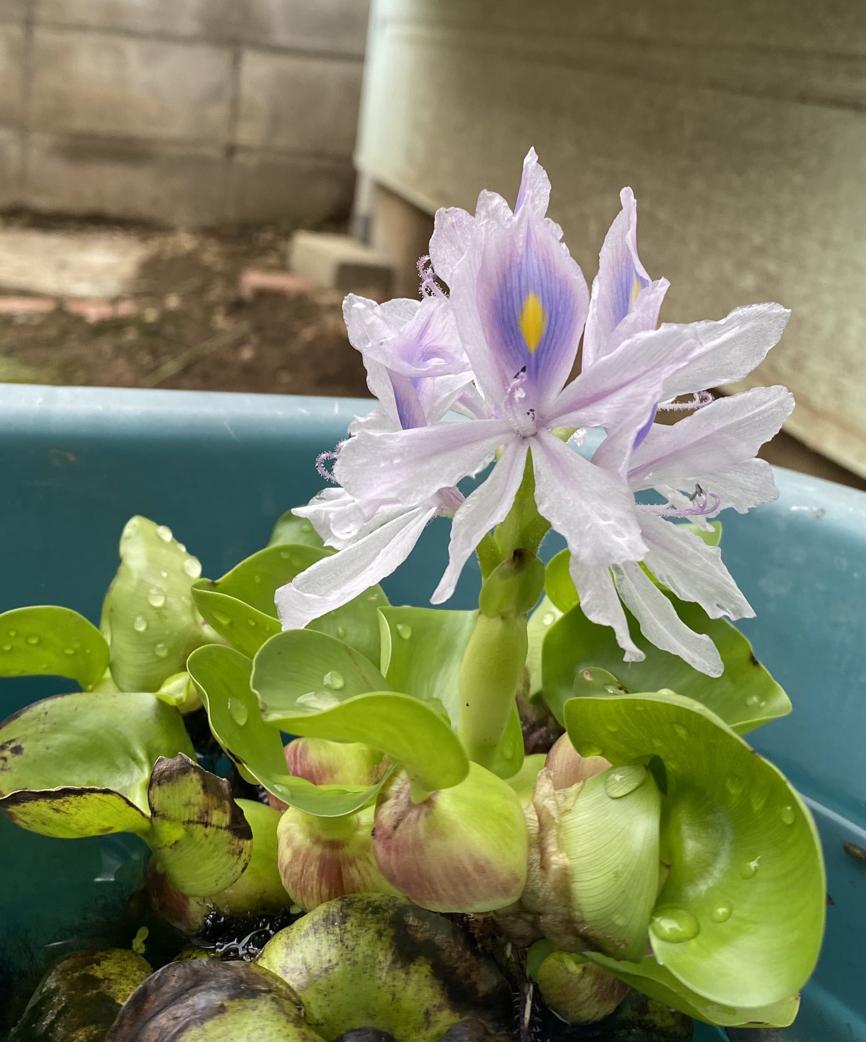 瑞樹 おはにゃー 昨日の画像です ホテイアオイ 今年の一番花が咲いてくれました 1日花なんですよね 今日は3ヶ月に一度の歯科通院日 家事をやっつけて 行ってきます T Co I16offmr3h Twitter