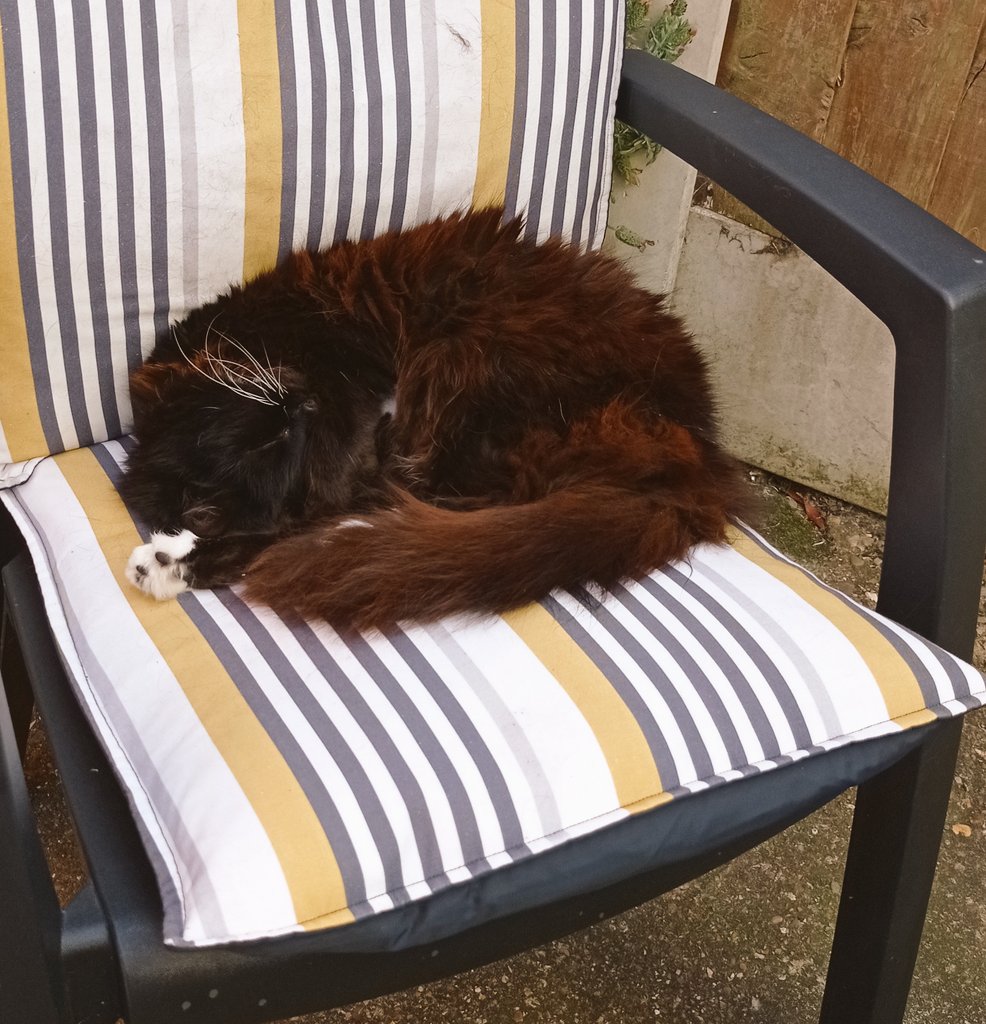 annefloofey's tweet photo. The Cat is  toasting Nicelly https://t.co/MrtE9F6Lxj