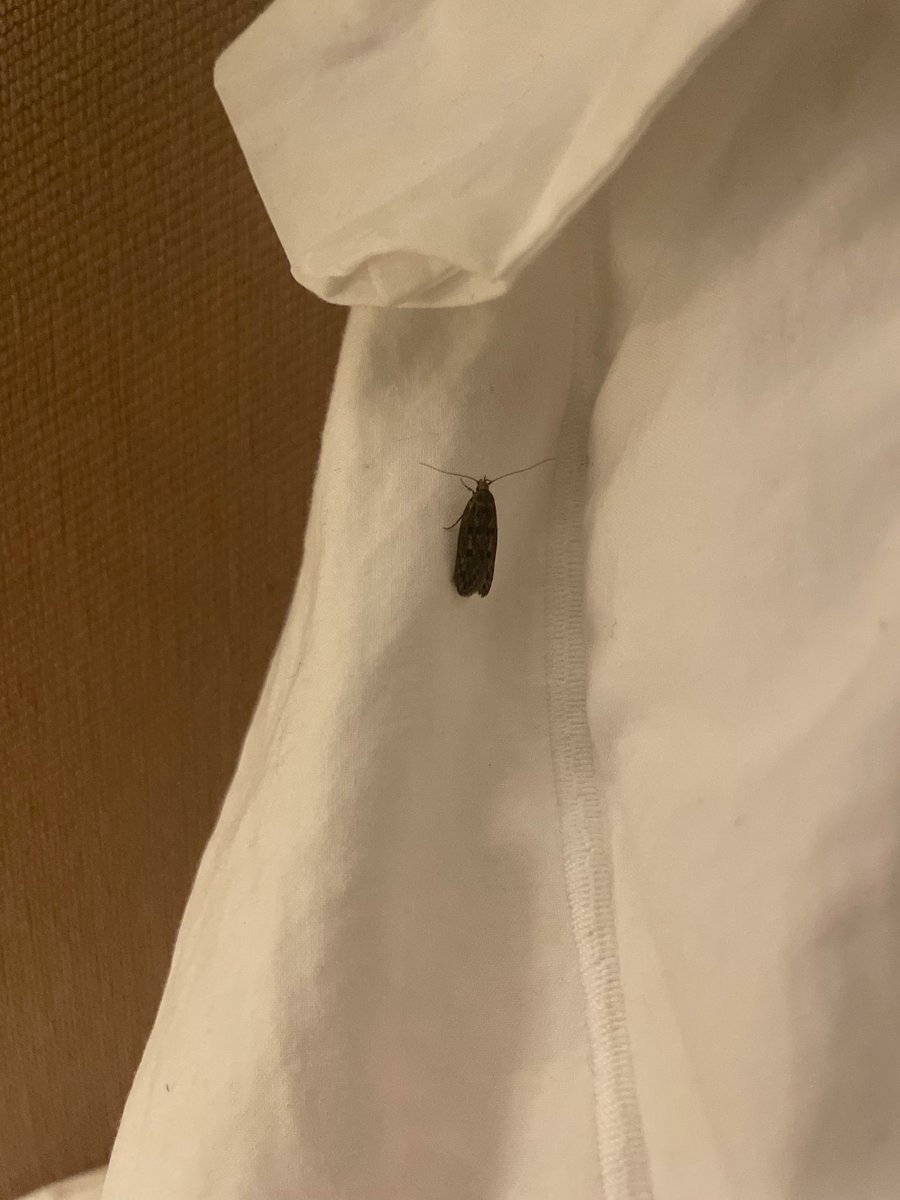 tommyinnit tweet media