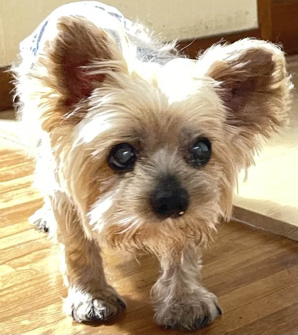 ヨークシャテリアのtwitterイラスト検索結果