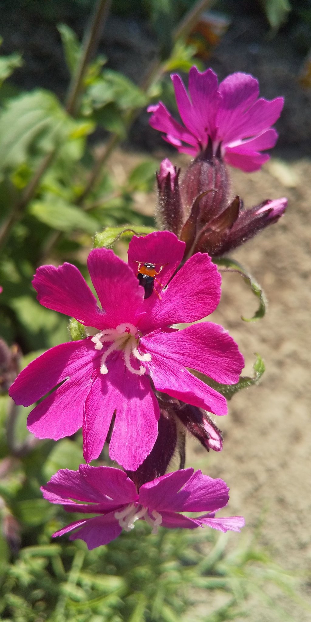 袋撫子 Hledani Na Twitteru Twitter