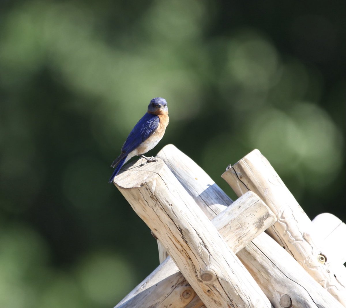 kyle_odonnell_'s tweet photo. Eastern bluebird
#photography #nature #wildlife #naturephotography #wildlifephotography #twitternaturecommunity
#birds #birdtwitter #birdsofboston https://t.co/pgp9hD3kzq