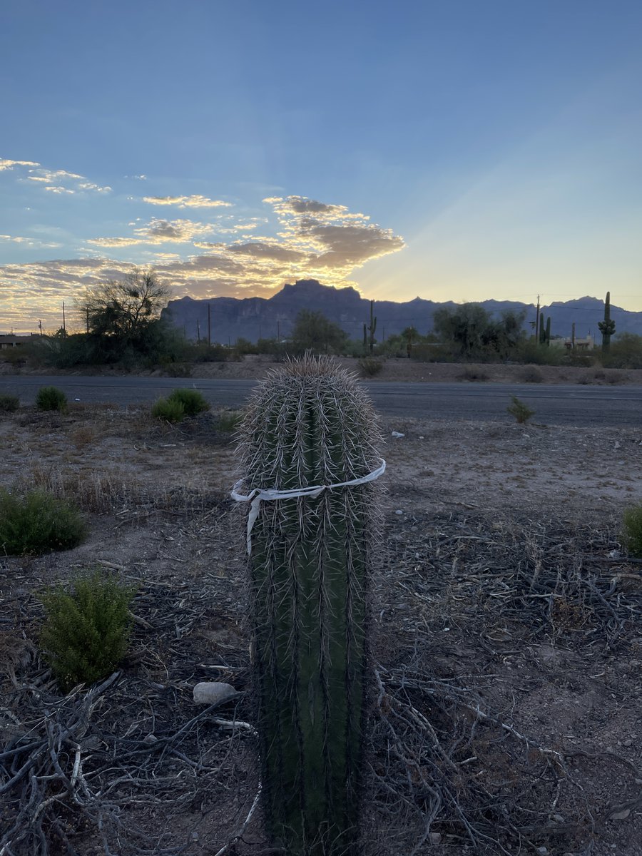 studioDPA's tweet image. Don&apos;t worry mighty Saguaro (Carnegiea gigantea) we&apos;ll find you a new home shortly (and it&apos;ll still be an awesome view!).  #SiteAnalysis #SiteDesign #SuperstitionMountains