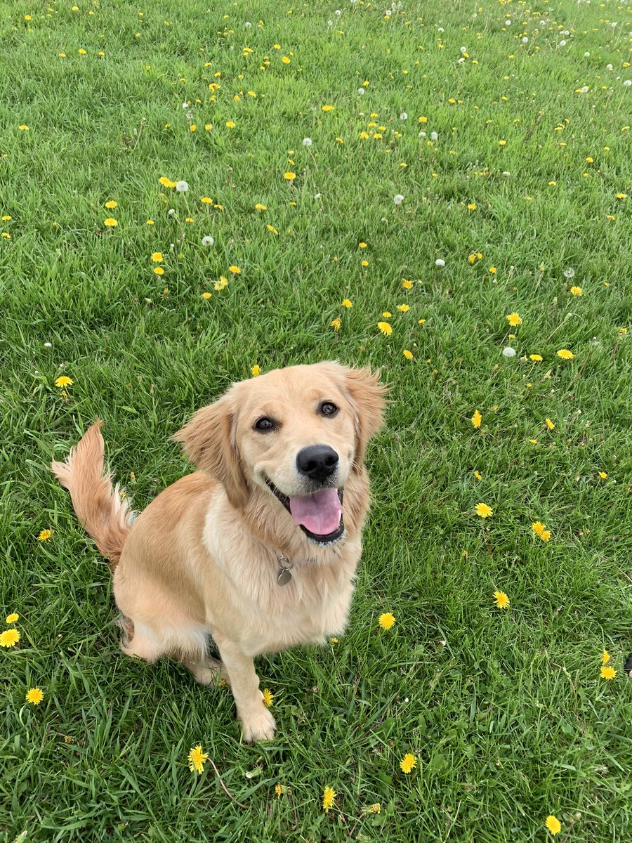 avpsestephen's tweet photo. Happy first birthday, Bailey! 🐾 #GoldenRetrievers #soloyal #loveher https://t.co/nzxKBICoFC