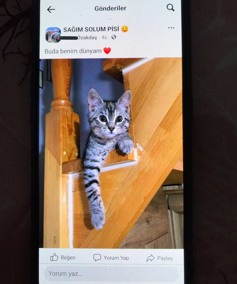dilarazkds's tweet photo. Kedi istemeyen annemin son durumu 🤓🤓✌🏻✌🏻✌🏻 https://t.co/CPwJwjjG5u