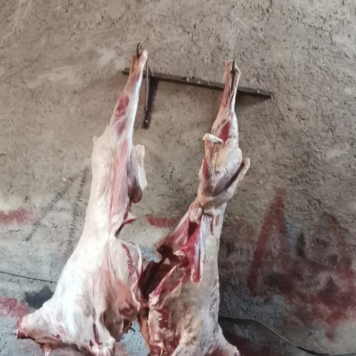 #عيد_الاضحى