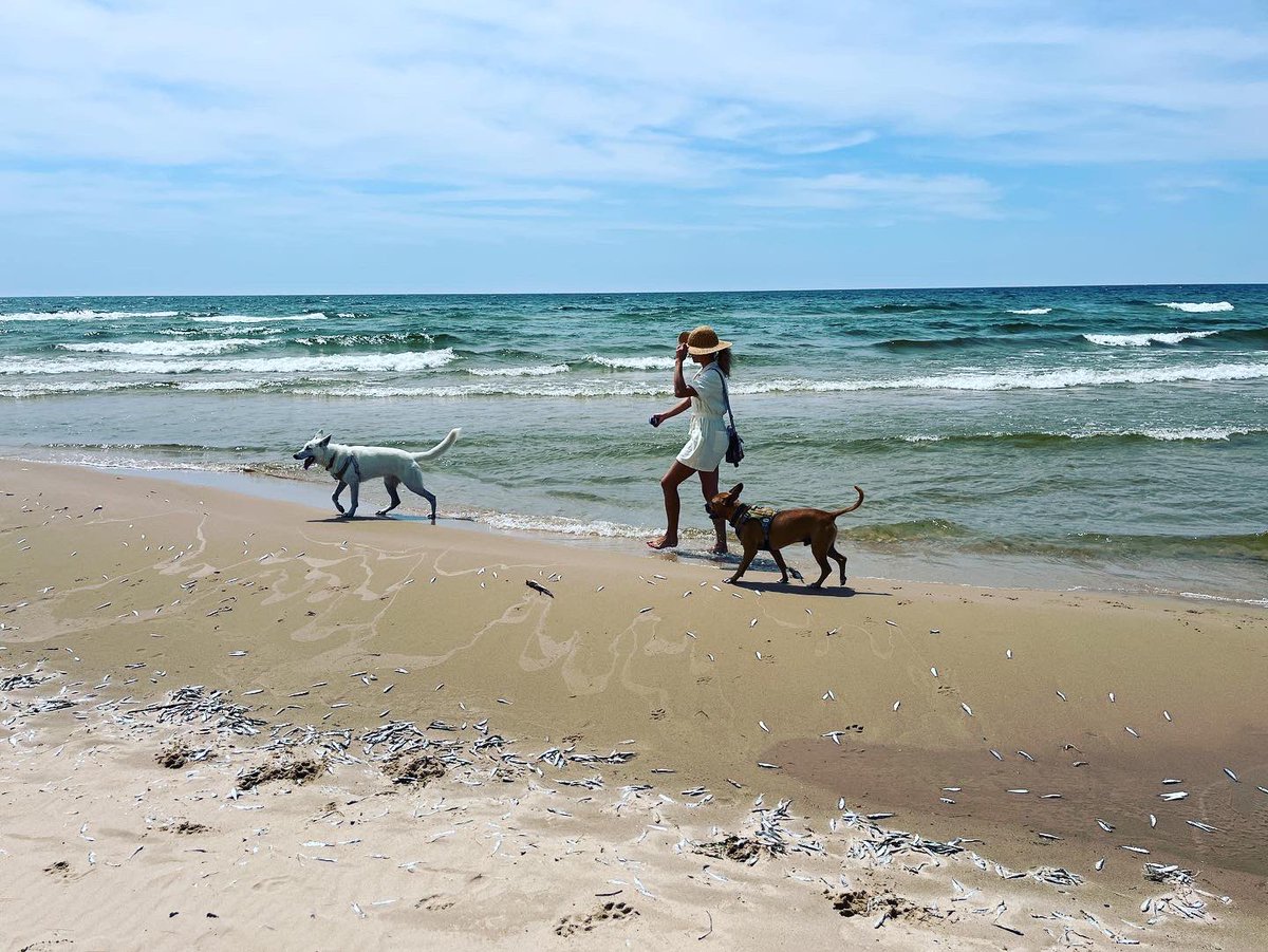 Find your happy place☺️
-
-
-
@stephendunlevy #summer #michigan #backtoyourroots #lakemichigan