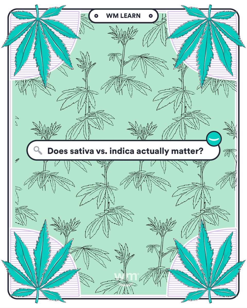 Indica 🌙 and Sativa ☀️ 

Whether you're new to weed or a long-time cannabis consumer, it's highly likely you've heard these words being used. But how helpful are they and does indica vs sativa even matter?

Learn more 👉 wmaps.app.link/IvS