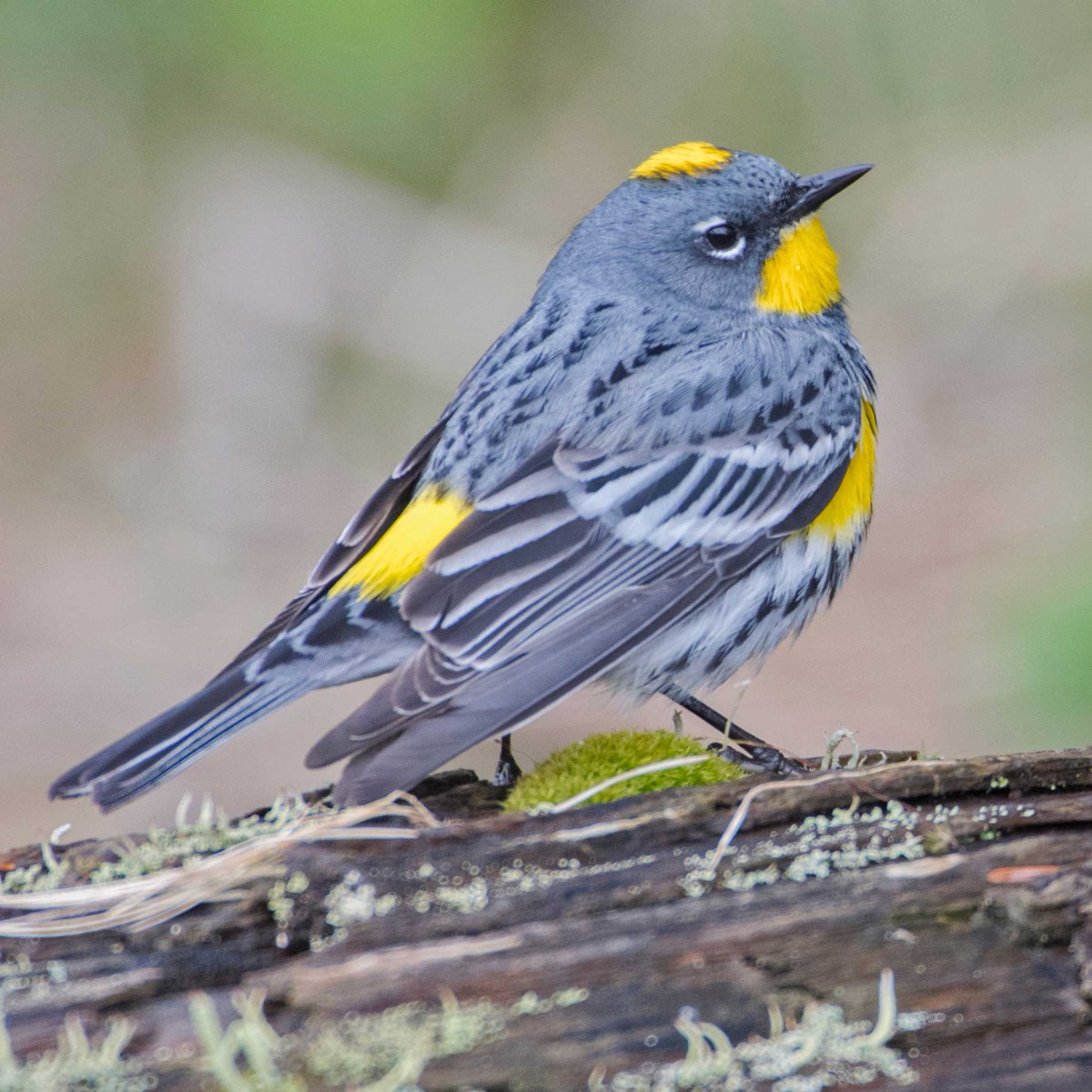 Wild Bird Spotlight

The Yellow-Rumped Warbler is widespread and very common across North America.  Tell us if you've spotted one lately!