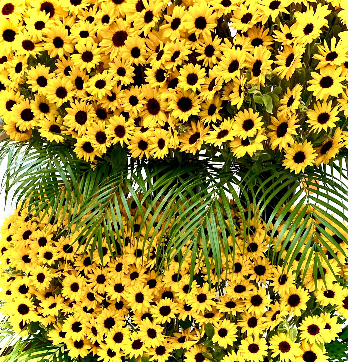 🌿🌿🍀🍀🍀💫
おはようございます。🌈😆🌿
素敵な朝のはじまりです🌼🌼
🌼🌼🌼🌻🌻🌻✨✨✨💫💫
7月14日は「ひまわりの日」
昭和52年のこの日、日本初の静止気象衛星「ひまわり1号」がアメリカのケネディ宇宙センターから打ち上げられました。
✨✨✨🌸🌺🍒💐🌻✨✨✨
素敵な1日をお過ごし下さいね