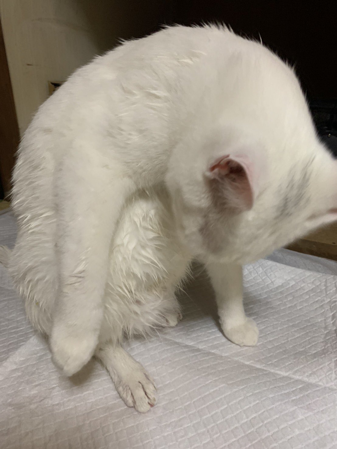 ドジ猫 Twitter Search Twitter