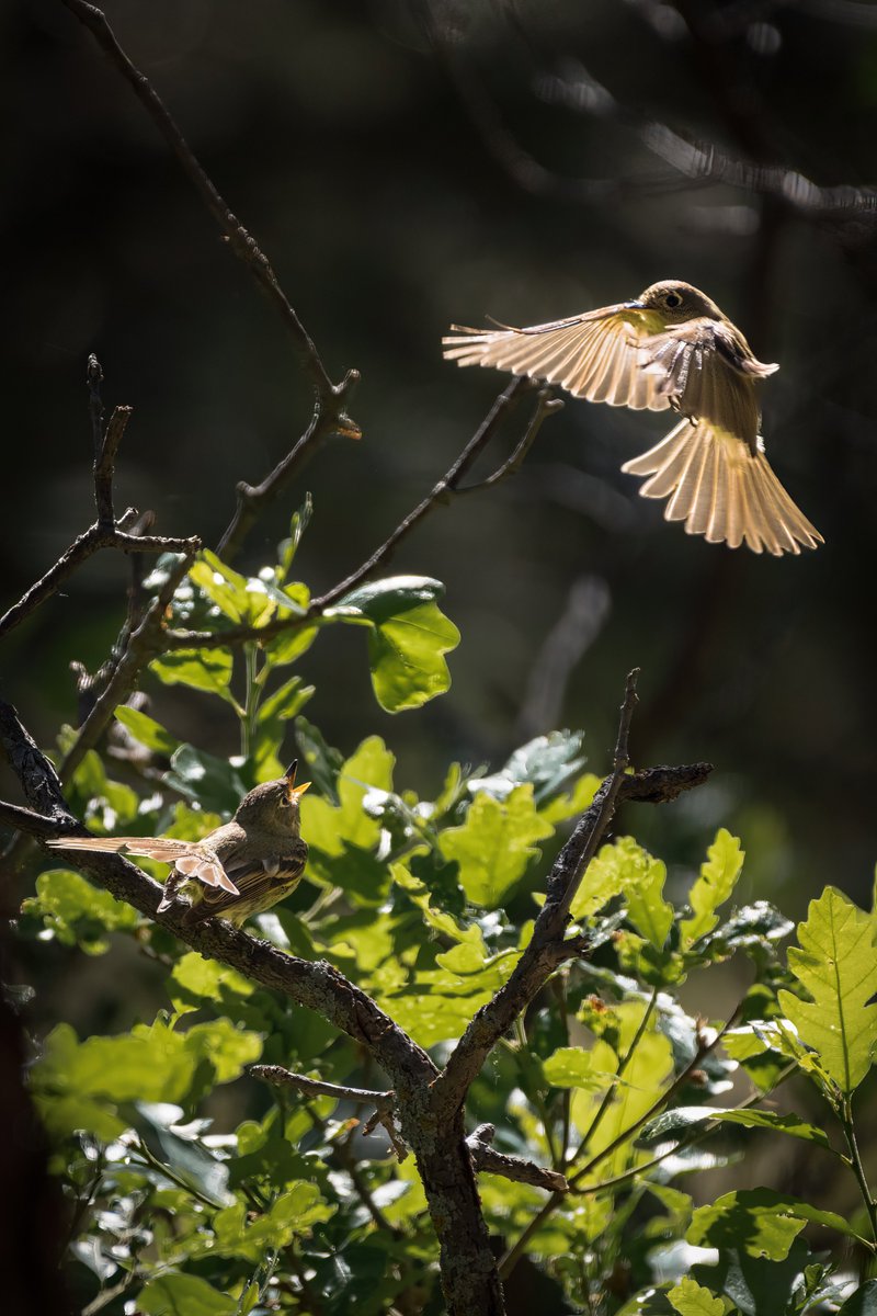 AelaWild's tweet photo. Western wood-pewees in courtship behaviour squats. 
#WildlifeWednesday #birdphotography #birdsofinstagram #naturefirst #conservationphotography #womanwildlifephotographer #coloradophotography #coloradowildlife https://t.co/axTLhX8hJA