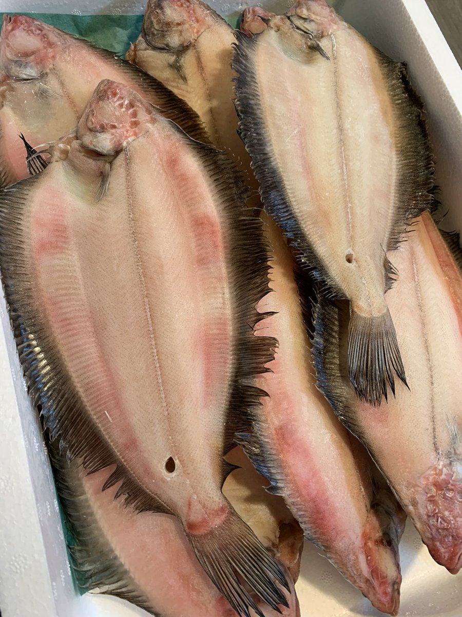 おはようございます！
八戸市営魚菜小売市場工藤商店です🐟

#北海道産干しオイランガレイ　
1枚280円

昨日もお知らせしましたが、本日工藤商店は所用の為、午前11時までの営業です
🙇‍♂️

#八戸　#八戸市営魚菜小売市場　#陸奥湊　#工藤商店　#魚食しようぜ