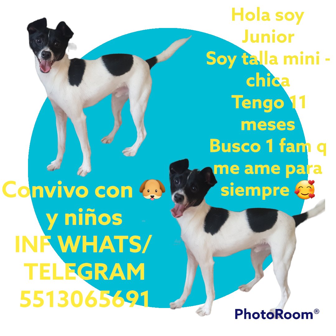 #animaLOVERS tweet media