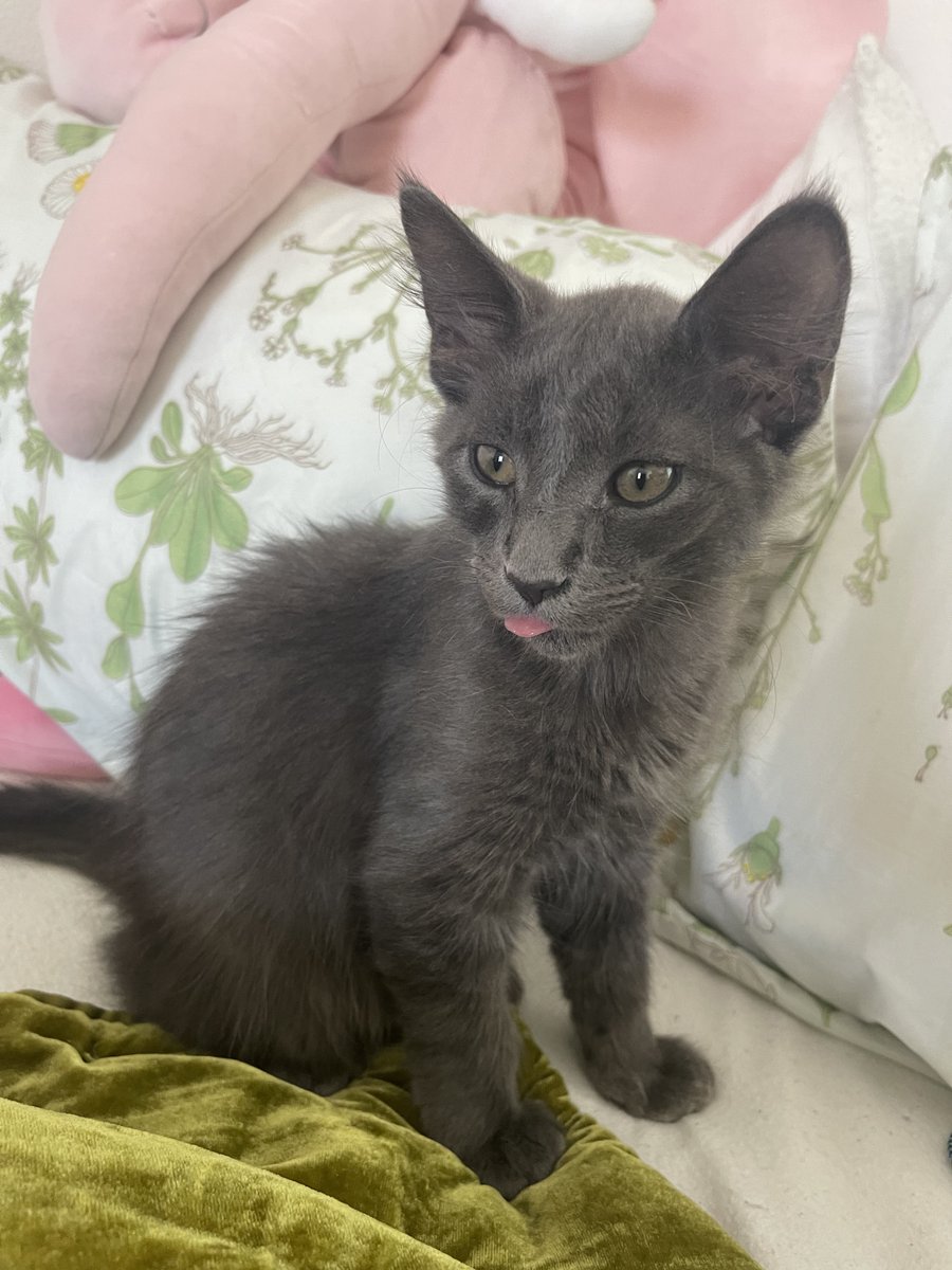 We have a name: “Diana Jenkins”. 😏 Just kidding. 😂 I’d like to introduce you to Jasper Judge. 🐈‍⬛