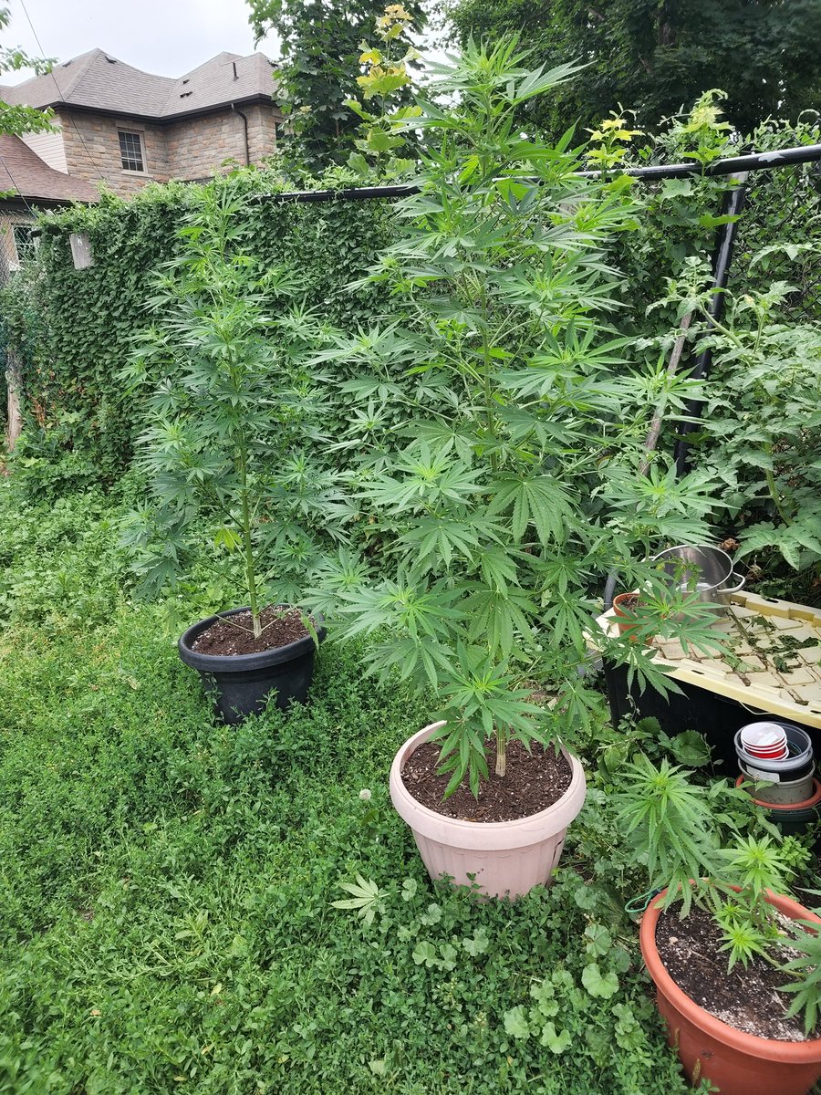 TerraBelleSeed's tweet photo. #EarlyAutoGrow2022 #MainStMass (in front) and a volunteer looking and growing like the #WeddingCake (rear). Both turned out to be female and just starting to flower π. Should give me a decent harvest π€π€ without a "photo finish"πΈππβοΈπ§βοΈπ¨π₯Ά https://t.co/ioFHujSOsy