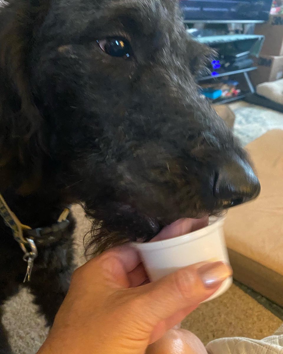 nanamary68's tweet photo. Loving their puppy ice cream ##dogsoftwitter #lovemydogs #adogslife #dogsarefamily #DogsAreLove #ziggyboy https://t.co/naHRZWCD23