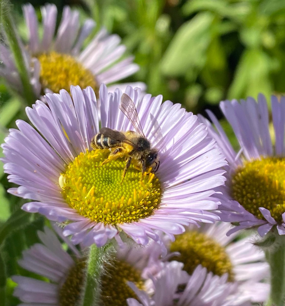 EdiBeeBrigade's tweet photo. Did you know that only 24 of the ~270 known bee species in the UK are #bumblebees? The majority are solitary bees: each female has her own nest.

You can still find solitary bees, like Andrena dentiulata and a Lasioglossum sp., foraging side-by-side with  eusocial bumblebees!#PhD https://t.co/xrGFLYilgE