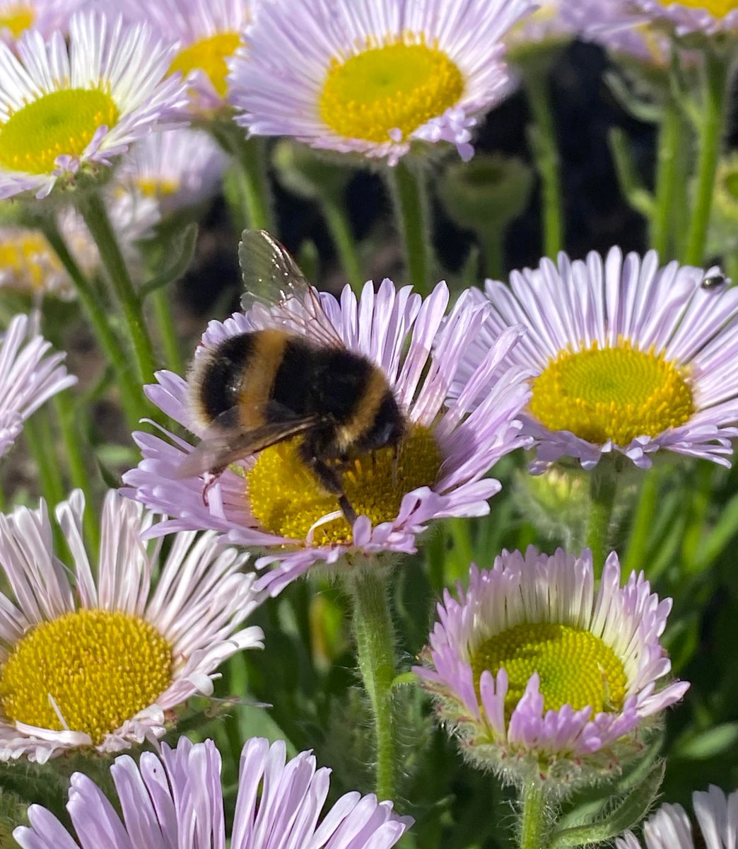 EdiBeeBrigade's tweet photo. Did you know that only 24 of the ~270 known bee species in the UK are #bumblebees? The majority are solitary bees: each female has her own nest.

You can still find solitary bees, like Andrena dentiulata and a Lasioglossum sp., foraging side-by-side with  eusocial bumblebees!#PhD https://t.co/xrGFLYilgE