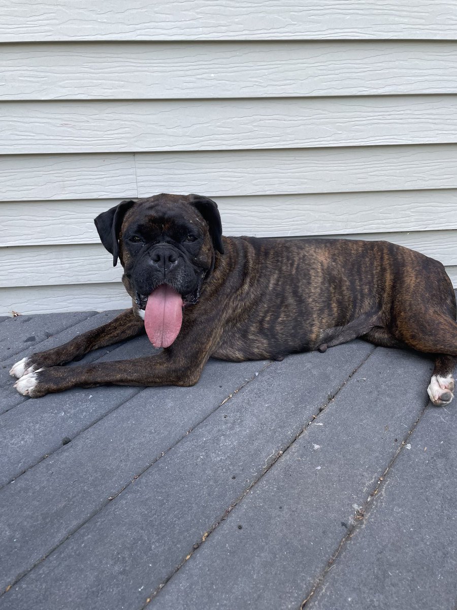 Adopt A Boxer tweet media