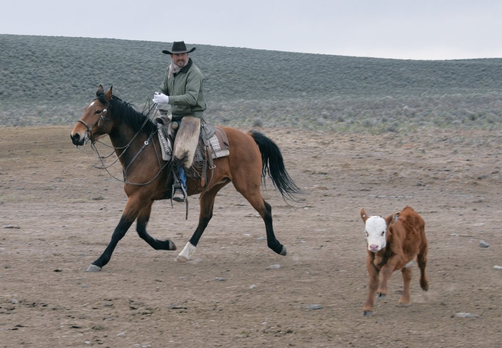 SureOf1Thing's tweet photo. Newton's laws:
At rest.
In motion.
#rancher #ranchlife https://t.co/rSx7bFSKyV