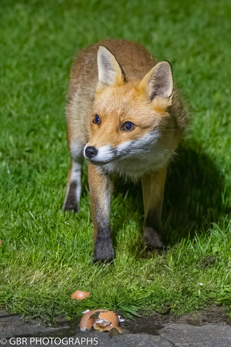 GBRPhotos's tweet photo. Guilty or Not?   Who nicked the egg?  #craftyfox #fox #nature https://t.co/5sPPlXs4Kp