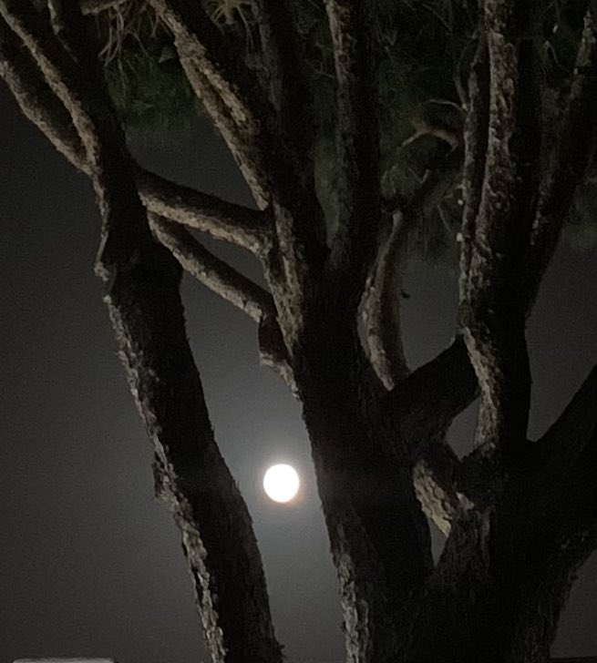MamenPedemonte's tweet photo. Preciosa la #SuperLuna de Julio … y esta noche, la miro especialmente…
Buenas noches.
#LunadeCiervo #Buckmoon #LunaLlenadeTruenos #ThunderMoon #LunadeSalmón #SalmonMoon #LunadeHeno #HayMoon https://t.co/VYZCbSGLr8