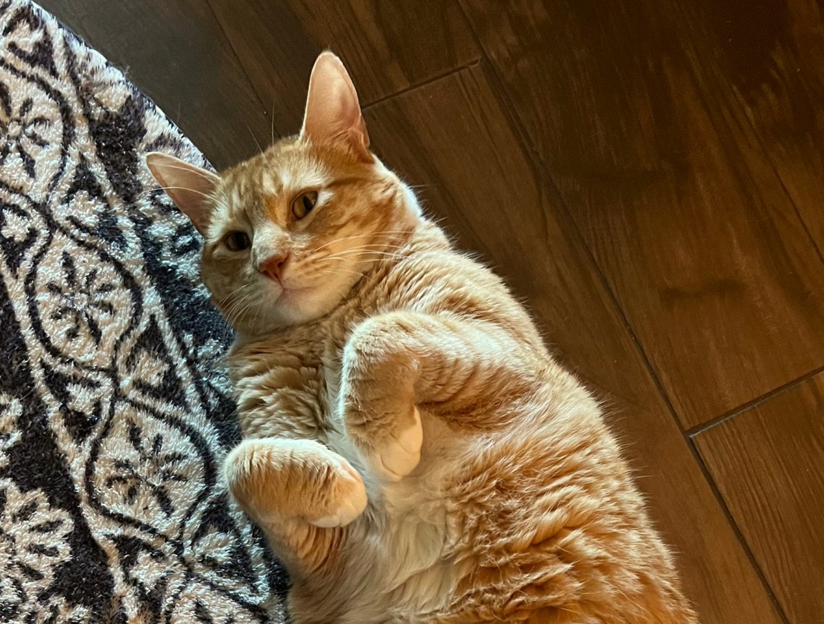 I am making the letter M. It stands for My favorite cat is Jean