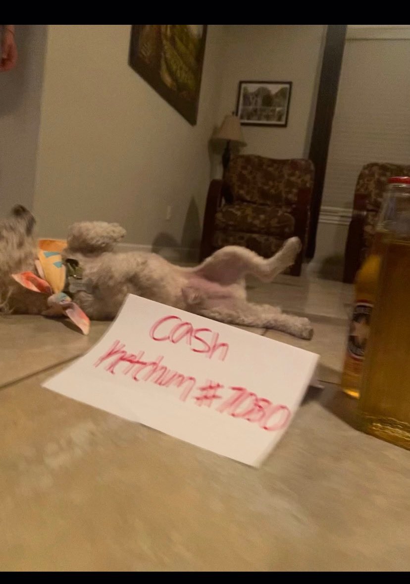 CashKetchum_'s tweet photo. @operationSIN Here’s my post of my dog sinning for #SINRewind hope you enjoy 😈 https://t.co/RuNME2YiCa