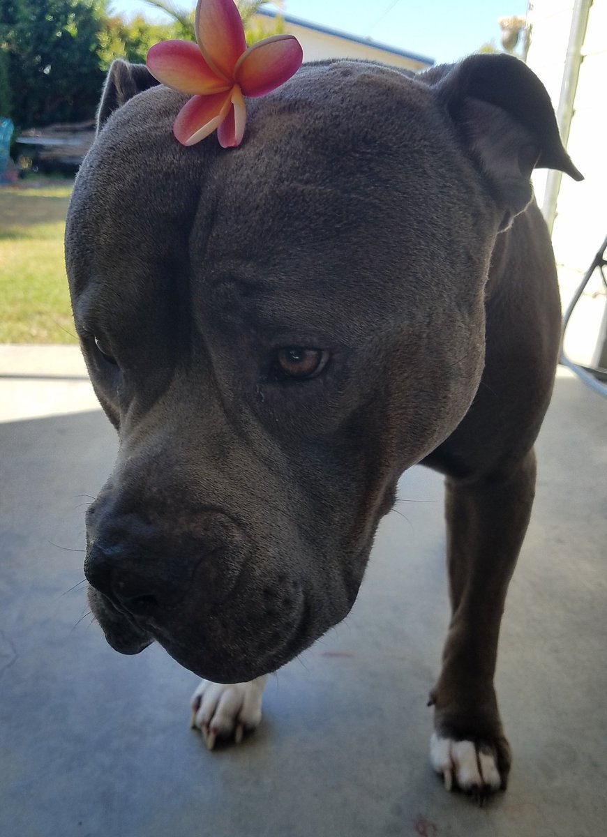 Hello can you see me, I have a pretty flower for you 💙 #floofhead #plumeria #pitbulls #bullmastiff #Staffordshire #dogsoftwitter #pawsitivity #rescuedog #fureverhome #doglife #dogs #doglove #velvetyhippo #happydog  #hawaiianflowers #floofs #dogsandflowers