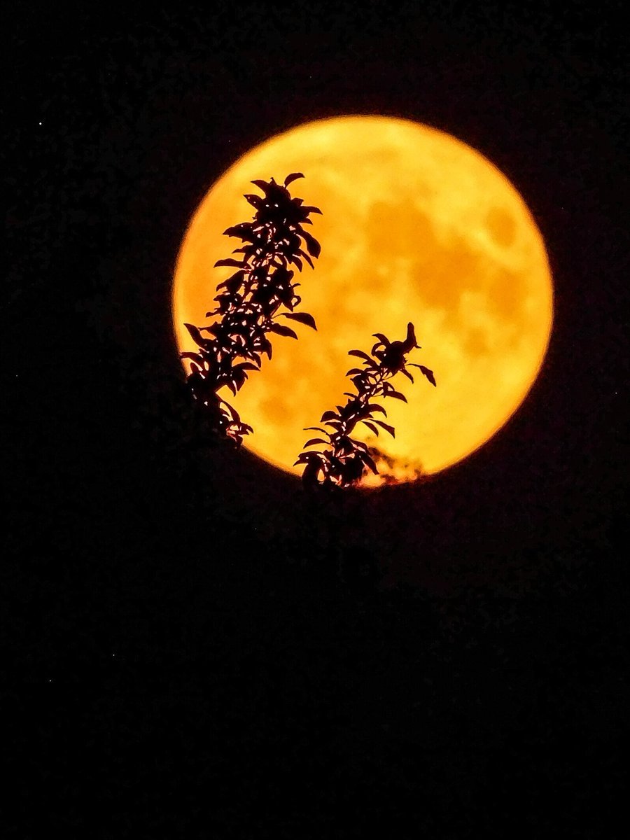 Jojo_audio's tweet photo. The moon is quite pretty tonight https://t.co/FU31CXcLKP