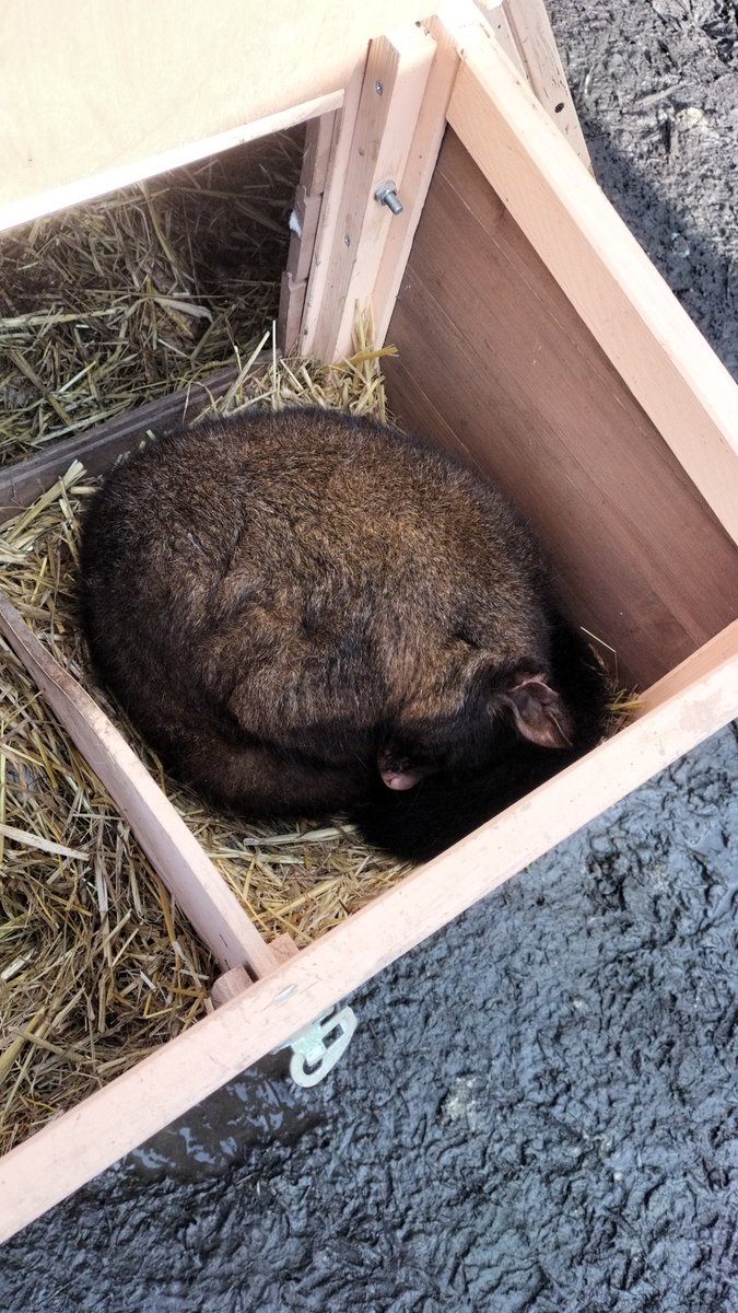 TheRoundhouses's tweet photo. @elwell2000 Chook update: still not laying https://t.co/kkfluRo1EV