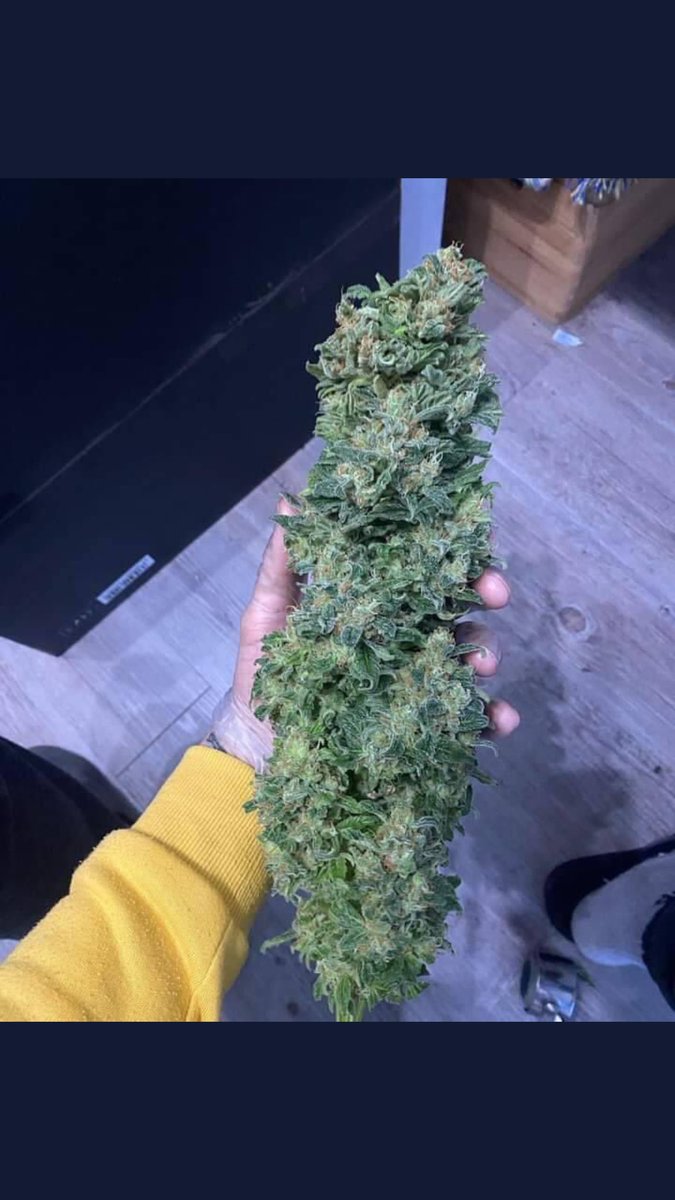 Kushman_kylee's tweet photo. Gluebery OG kush. Best medical strain on the weed #GlueberyOGkush #cannabislovers #buyweedonline #cbdedibles #weedfarm https://t.co/i7sw52sd0n