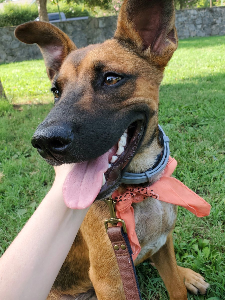 ironicanine's tweet image. 😊😊😊 #SamSpam