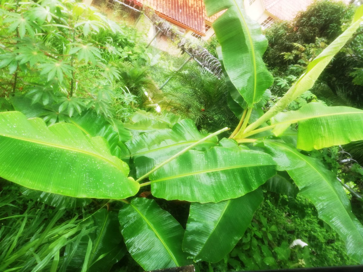 Plataneras (y una parte de la yuca) con 6 meses de sembradas y alimentadas con abono Viverolandia acompañado de abundante materia orgánica 💚🌱🌿

#huerto #organico #platanera #permacultura