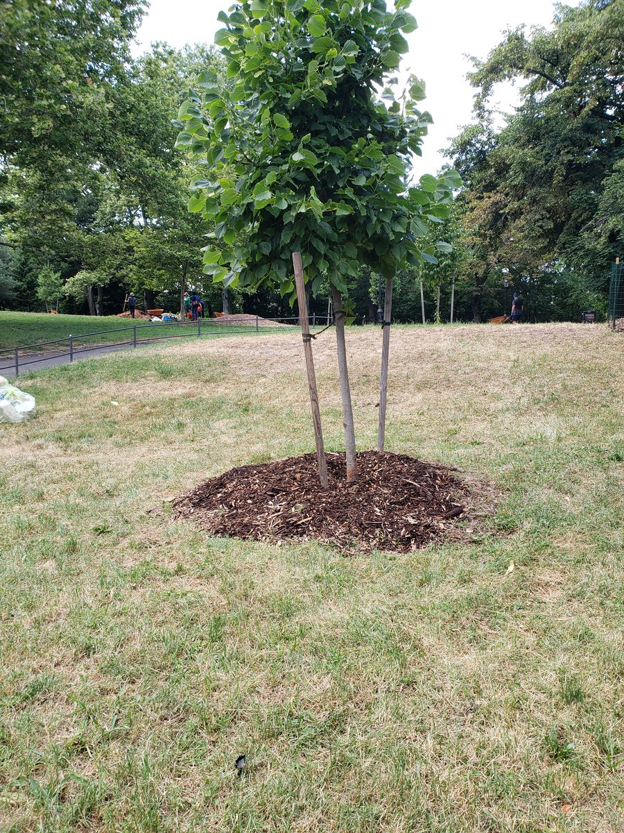 Friendsof4Parks's tweet photo. Thank you to @BronxisBlooming and all our volunteers that came out to #FranzSigelPark to learn about waste in our parks and tree stewardship. 🌳♻️ https://t.co/OKD1R0pJiW