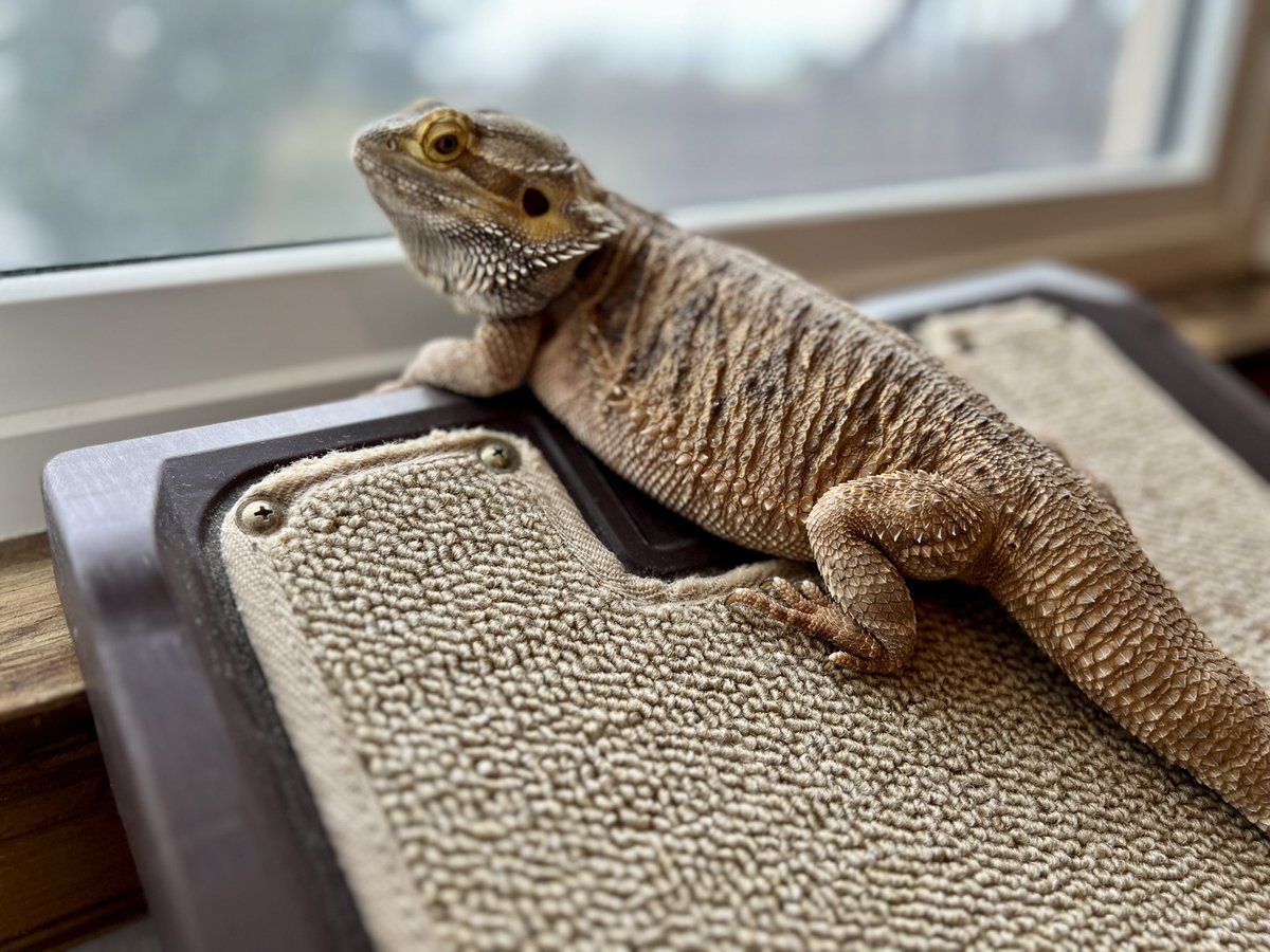 🦎 Bando tweet media