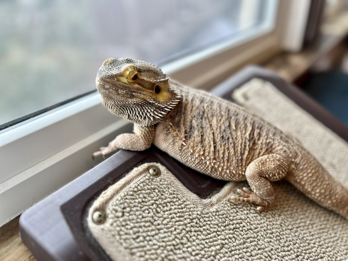 🦎 Bando tweet media