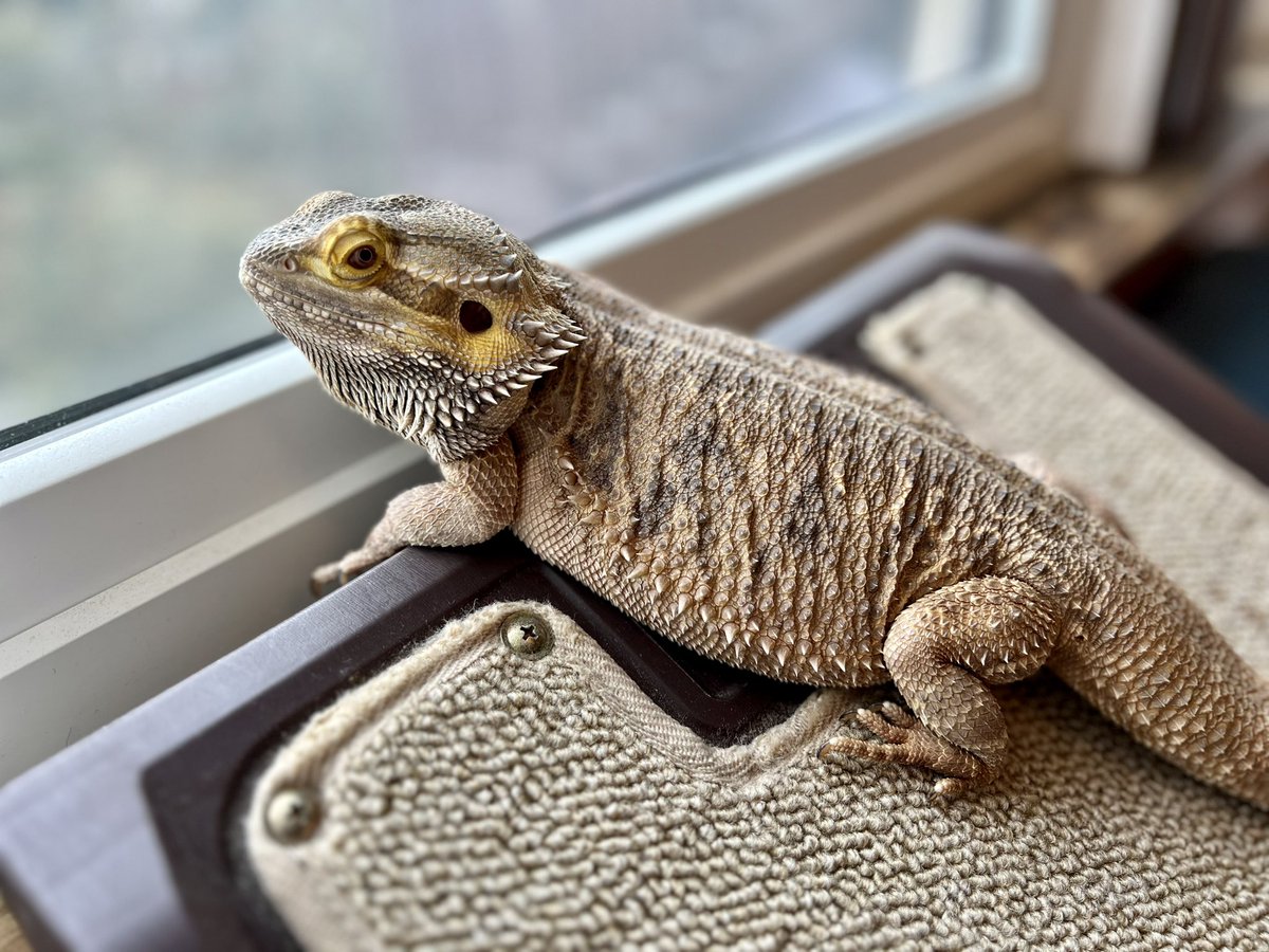 🦎 Bando tweet media